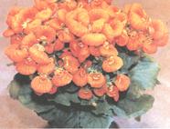   (Calceolaria h. Hort)