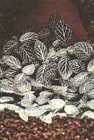  ,  (Fitonia argyroneura Coem. var. microphylla hort)