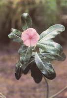  (Cathranthus roseus  G.Don)
