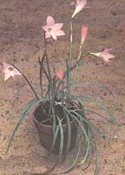   (Zephyranthes grandiflora Lindl. ) 
