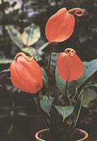   (Anthurium scherzerianum Schott)