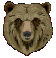 Bear's head
