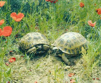 The Horsfield's (Steppe, Central Asian) tortoise (Agrionemis Hersfieldi)
