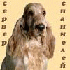 Все о спаниелях! More about Spaniels!